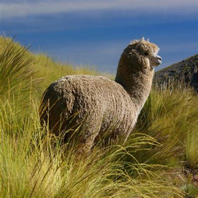  Alpaca: Versatilità Incomparabile per un Filato di Eccellenza!