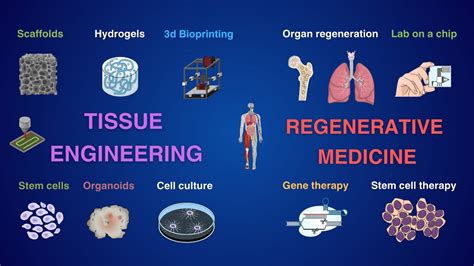 Resorbable Polymeric Scaffolds: Il Futuro della Medicina Rigenerativa?