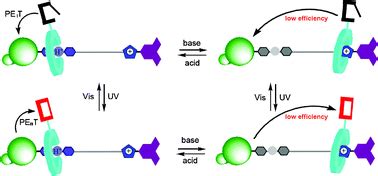  Rotaxane: La rivoluzione molecolare per materiali intelligenti e dispositivi biomedici!