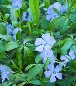  Vinca Minor: Un potente rimedio erboristico per la farmaceutica moderna e l’industria cosmetica!